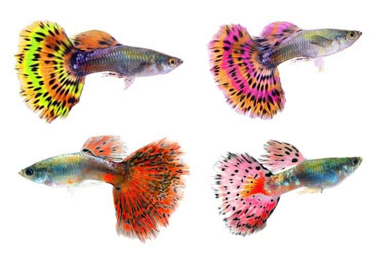 Guppies สีต่างๆ