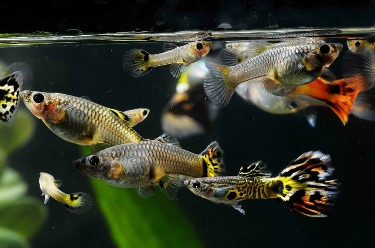 วิธีการมีเพศสัมพันธ์ Guppies