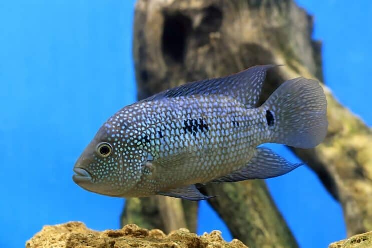 ภาพรวม Texas Cichlid