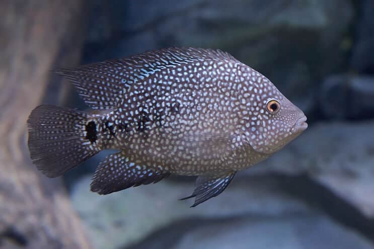 การปรากฏตัวของ Texas Cichlid