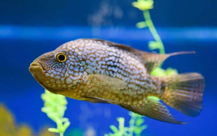 ที่อยู่อาศัยของ Texas Cichlid