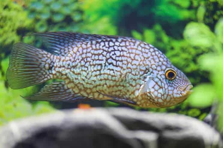 อาหาร Texas Cichlid