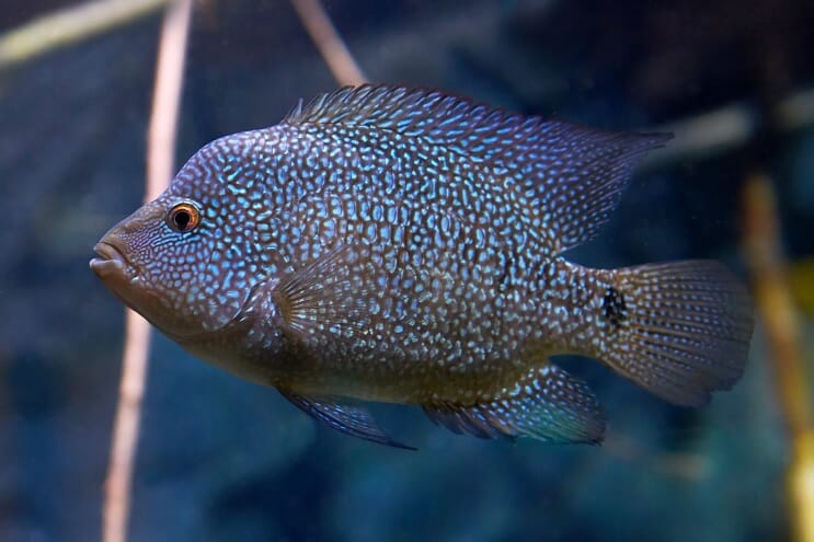 การดูแล Texas Cichlid