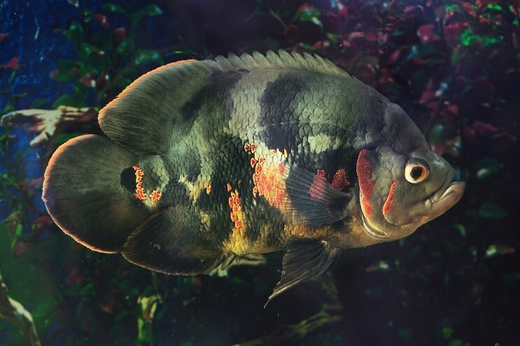 ออสการ์สีดำ