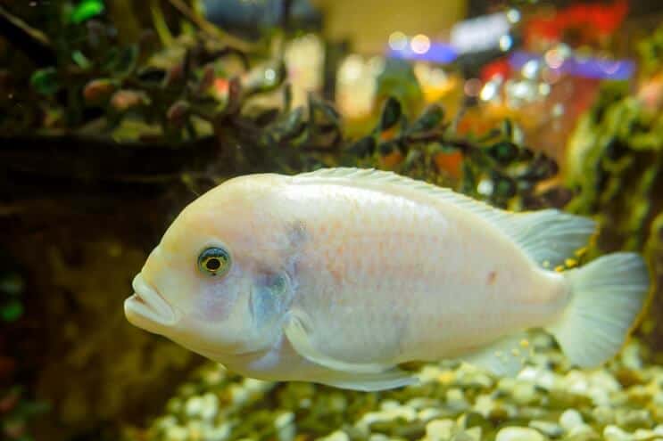 ออสการ์สีขาว