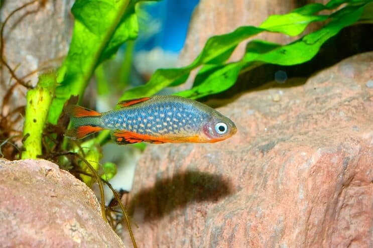 การปรากฏตัวของ Celestial Pearl Danio