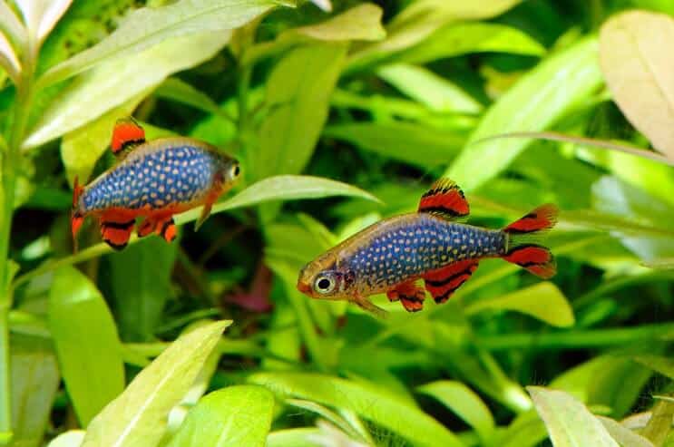 Celestial Pearl Danio ในพิพิธภัณฑ์สัตว์น้ำ