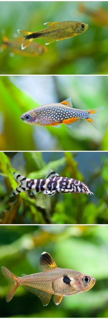 Celestial Pearl Danio Tank เพื่อน