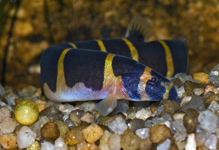 Kuhli Loach