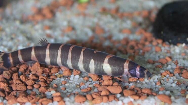 การปรากฏตัวของ Kuhli Loach