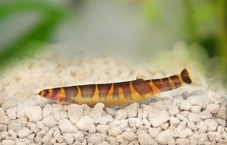 การดูแล Kuhli Loach