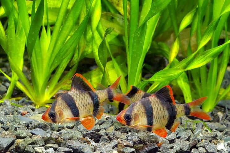 ที่อยู่อาศัยของ Tiger Barb