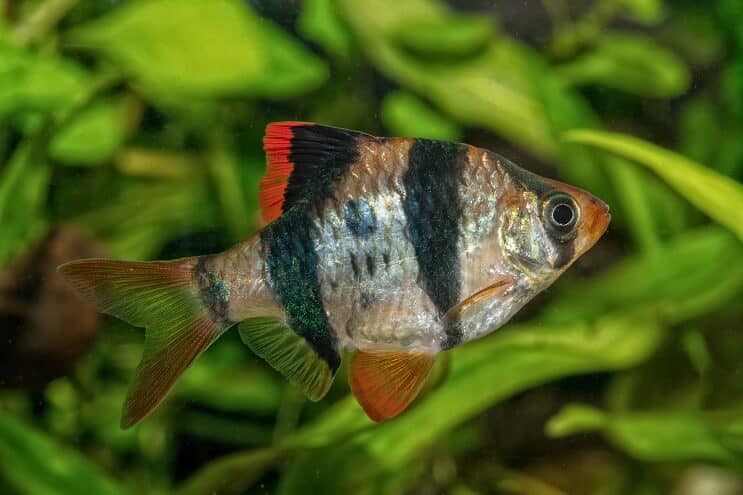การปรากฏตัวของ Tiger Barb