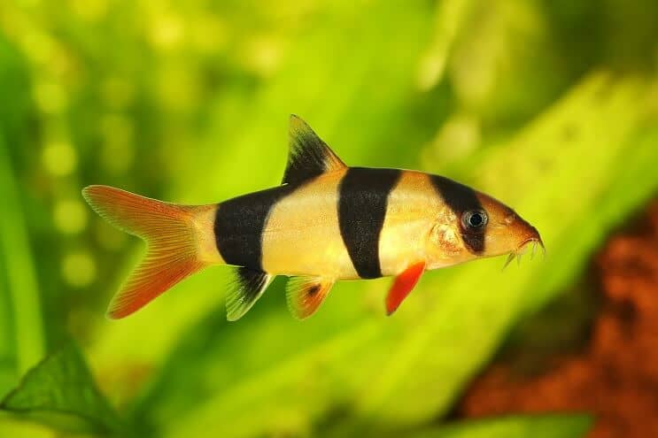 ตัวตลก Loach