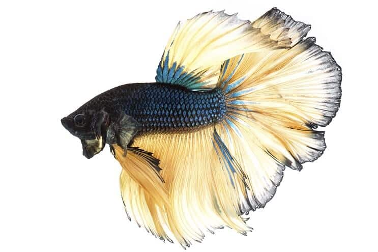 มัสตาร์ดแก๊ส Betta