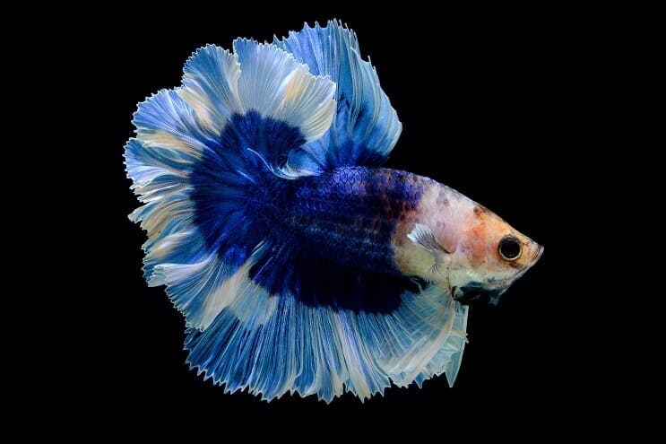 ผีเสื้อ Betta