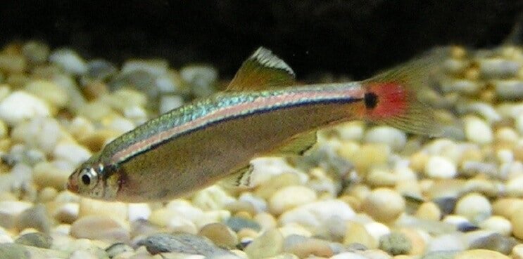 ภาพรวมของ White Cloud Mountain Minnow