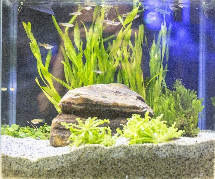 สภาพรถถัง Minnow ภูเขาเมฆขาว