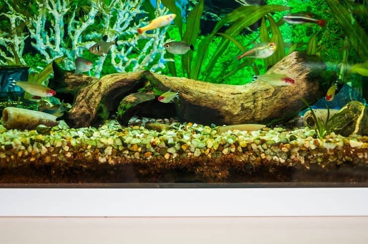 White Cloud Mountain Minnow เพื่อนร่วมถัง