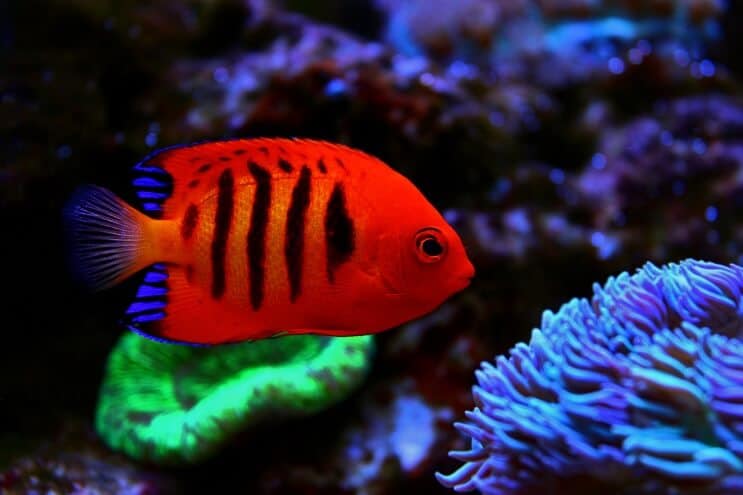 เปลวไฟ Angelfish