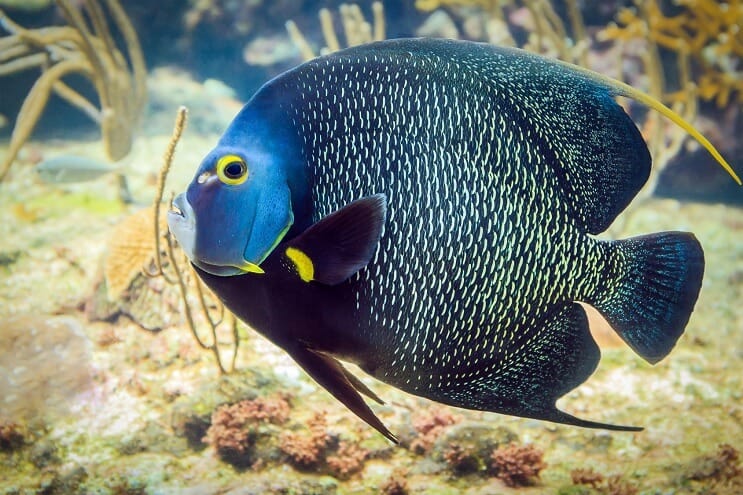 Angelfish ฝรั่งเศส