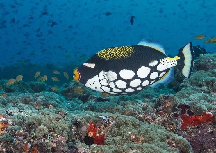 ตัวตลก Triggerfish