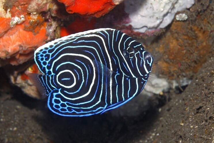 จักรพรรดิเด็กและเยาวชน Angelfish