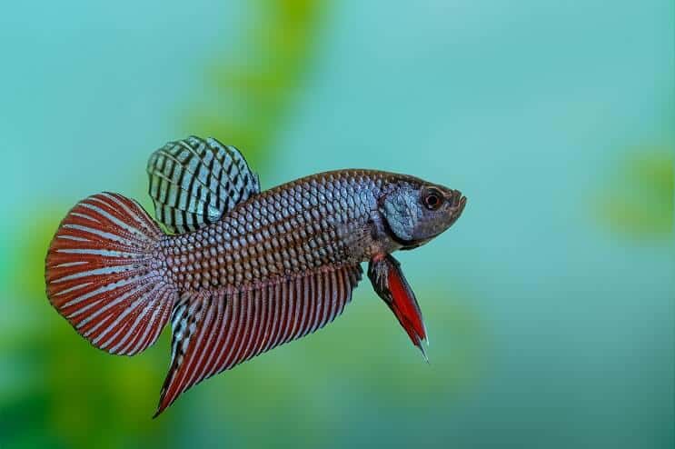 ปลากัด