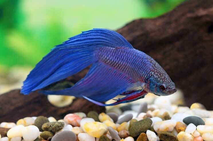 ปลากัดสีน้ำเงิน