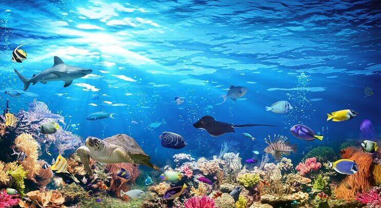 Sealife ที่หลากหลาย