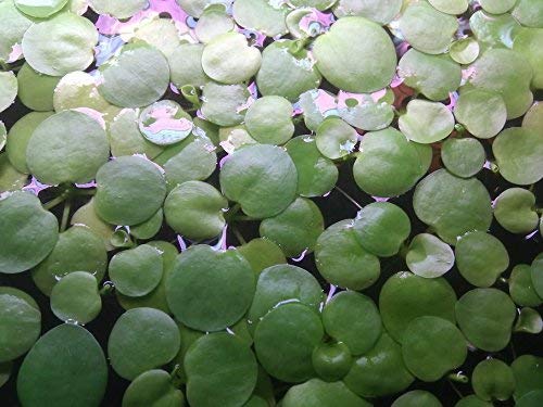 SoShrimp 20+ พืช Amazon Frogbit - พืชลอยน้ำจืดในตู้ปลา