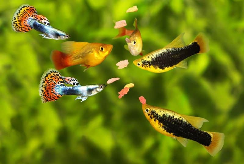 Guppies และ Platies สามารถผสมข้ามพันธุ์ได้หรือไม่?