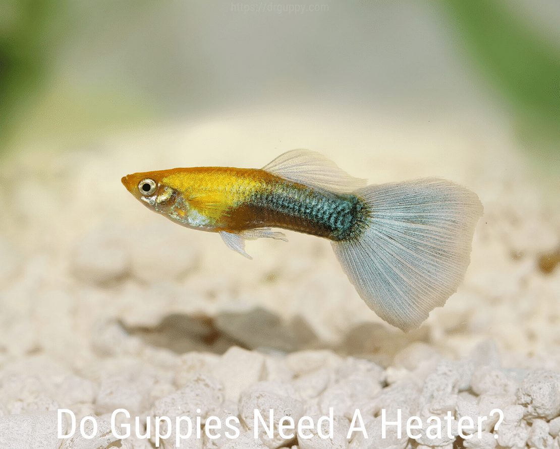 Guppies ต้องการเครื่องทำความร้อนหรือไม่?