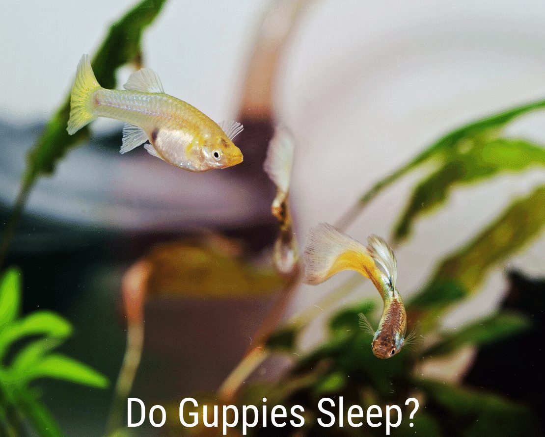 Guppies นอนหลับไหม