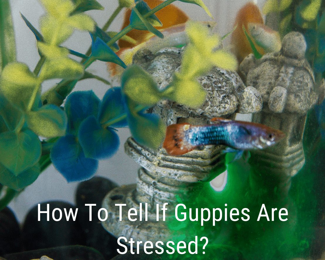จะบอกได้อย่างไรว่า Guppies มีความเครียด