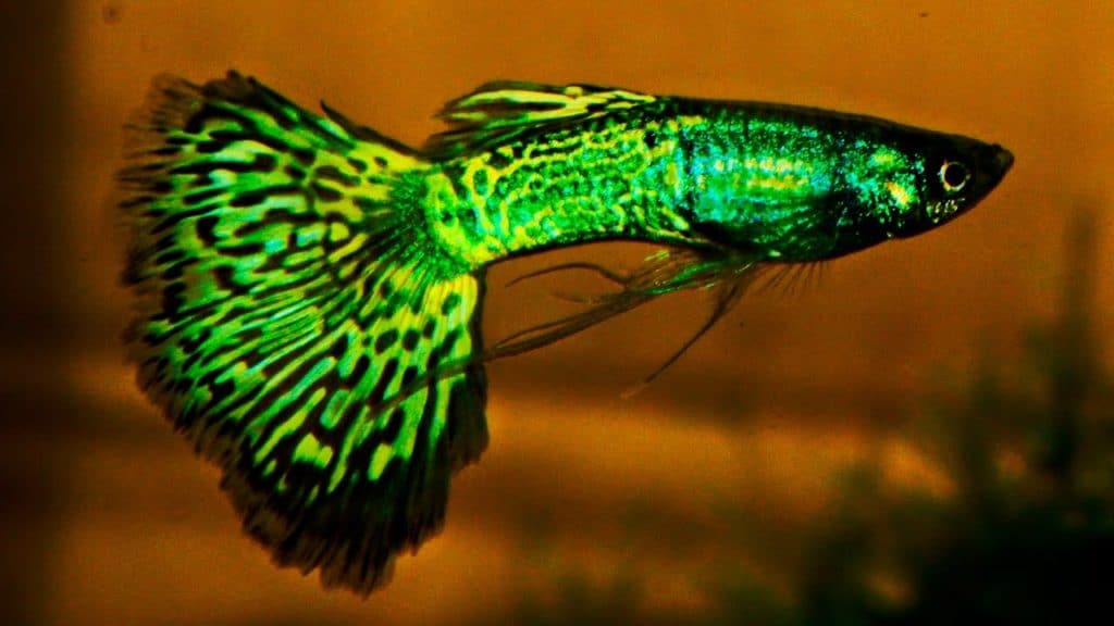 Green Metalhead Cobra Guppy