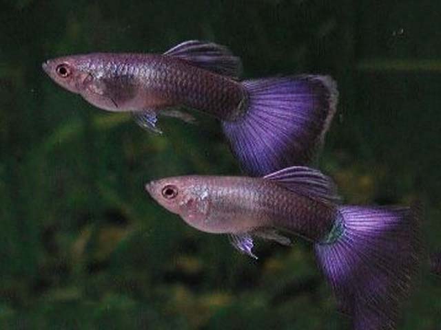 Guppies สีม่วง