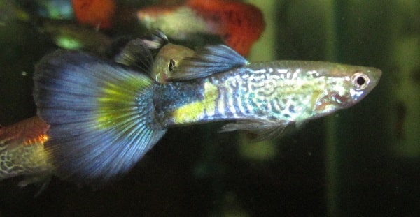 Blue Cobra Guppy