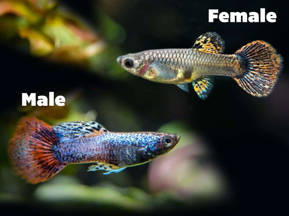 Magenta Guppies ตัวเมียและตัวผู้