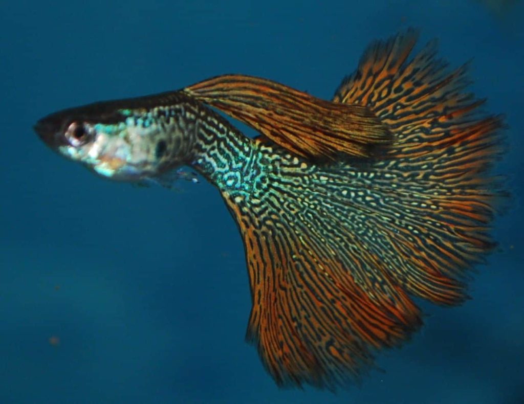 Red Snakeskin Guppy.