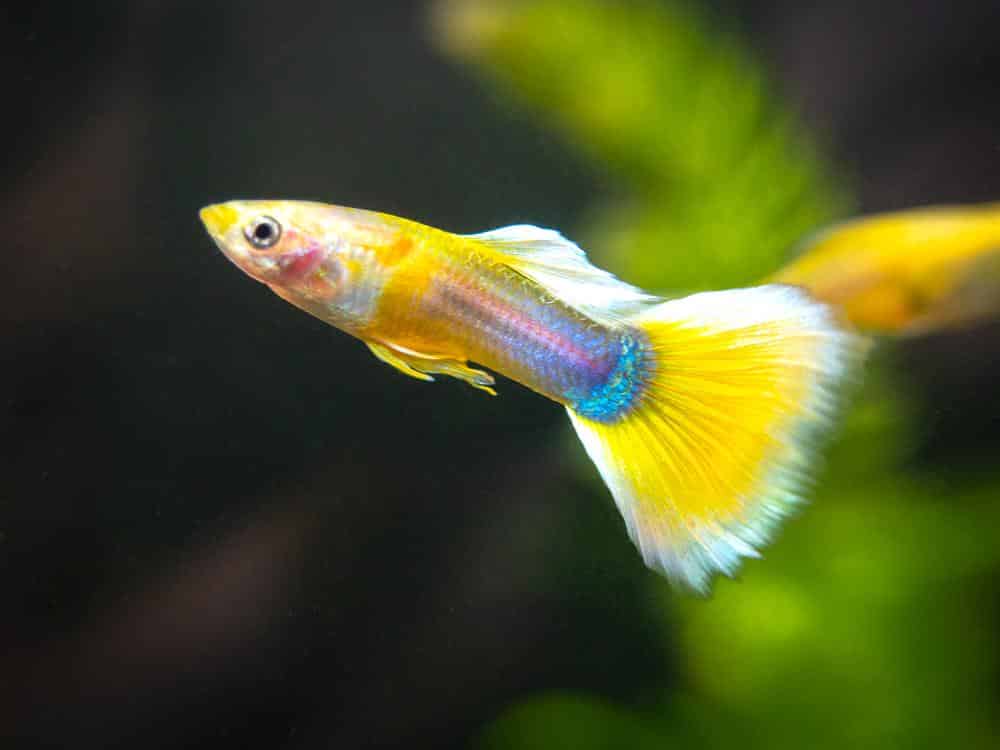 Tuxedo Guppy สีเหลือง