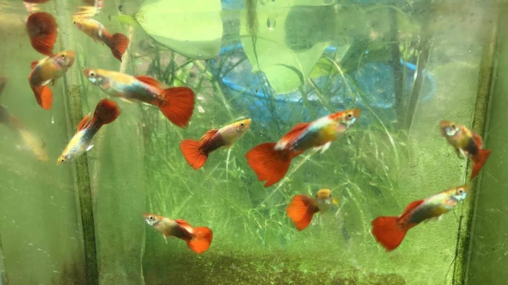 แดง / ทอง Tuxedo Guppy