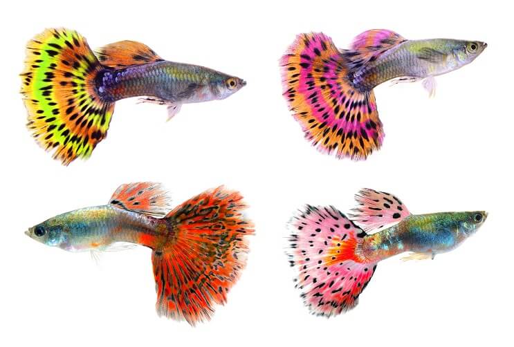 Guppies แฟนซี