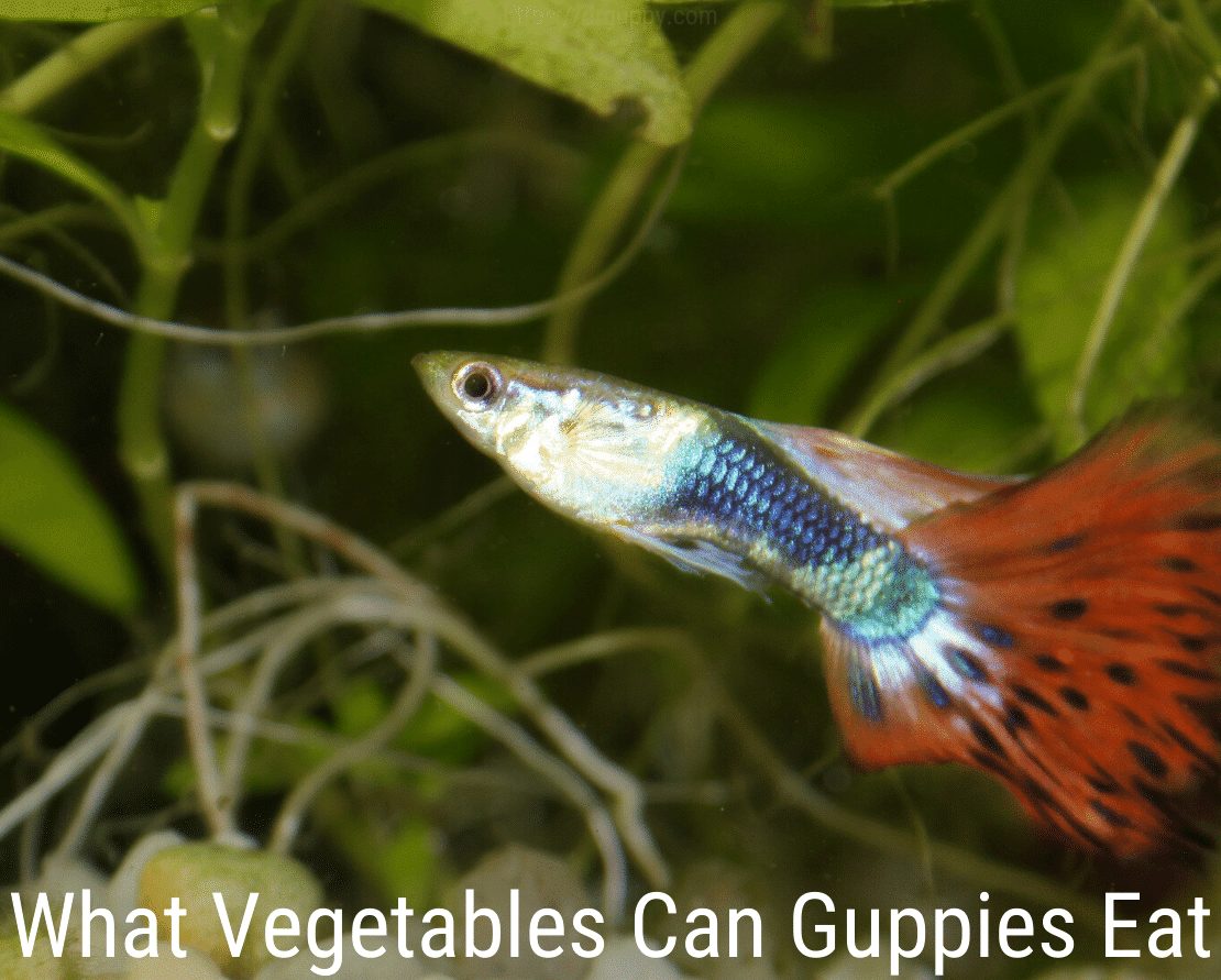 Guppies กินผักอะไรได้บ้าง