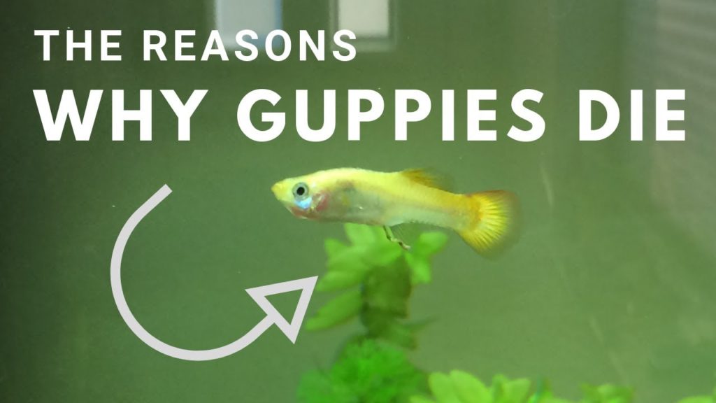 ทำไม Guppies ของฉันถึงตาย?
