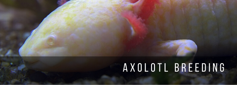 การผสมพันธุ์ Axolotl