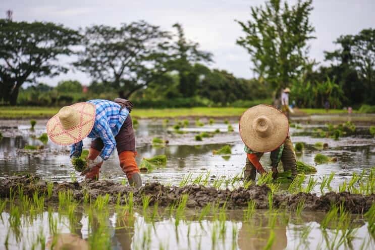 นาข้าวในประเทศไทย