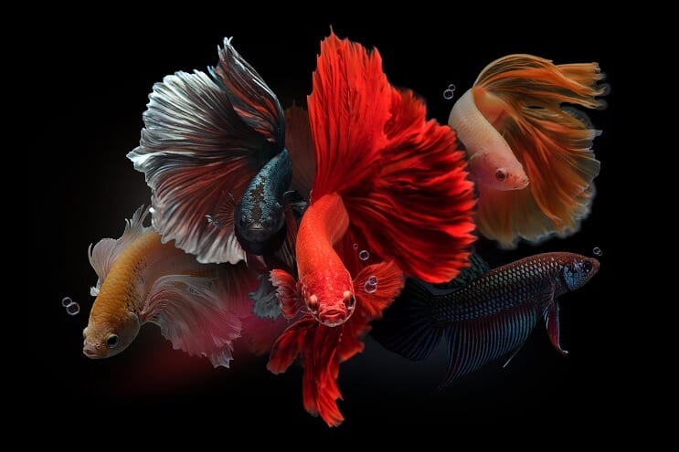ชาย Bettas