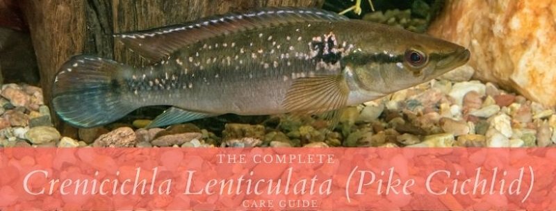 crenicichla lenticulata (ปลาหมอสีหอก)