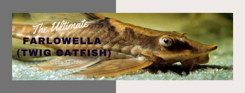 คู่มือการดูแล Farlowella (Twig Catfish) ขั้นสูงสุด